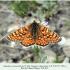 euphydryas aurinia male salatau 2